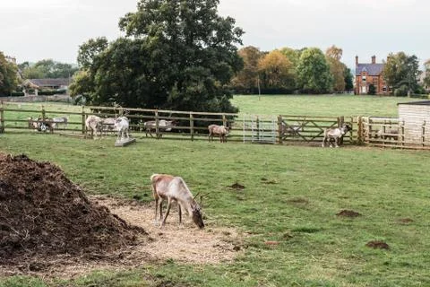 Deers in the farm Foto stock