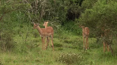 Deers feeding Video stock 22037191