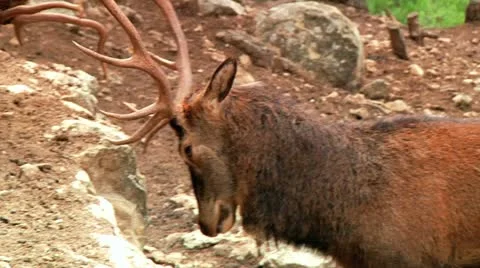 Deer's Fight Stock Footage 10917760