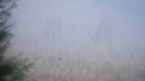 Deers in the fog Stock Footage 302885251