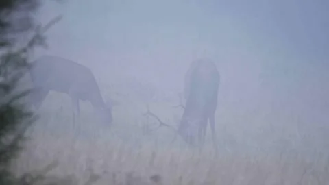 Deers in the fog Stock Footage 302885266