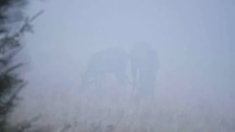Deers in the fog Stock Footage 302885271