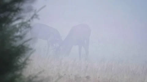 Deers in the fog Stock Footage 302885276