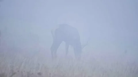Deers in the fog Stock Footage 302885278