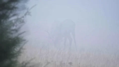 Deers in the fog Stock Footage 302885280
