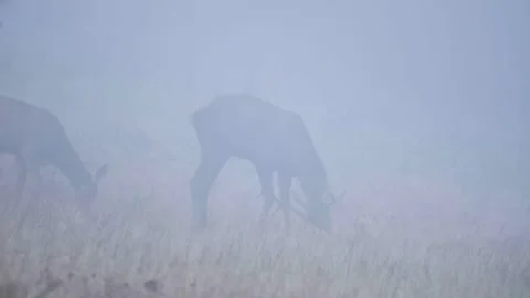 Deers in the fog Stock Footage 302885281