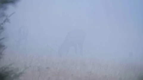 Deers in the fog Stock Footage 302885285