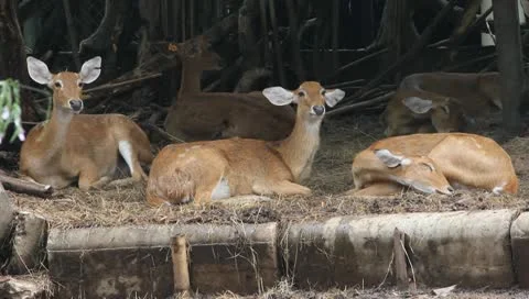 Deers Stock Footage 10728638