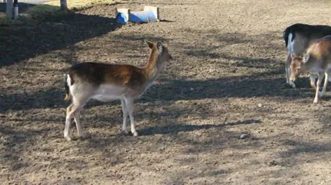 Deers Stock Footage 10902435