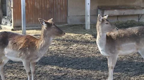 Deers Stock Footage 10902441