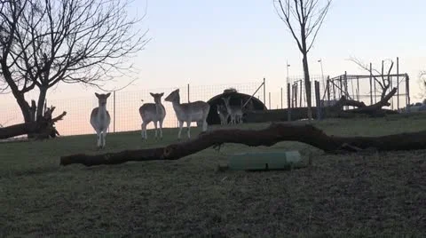 Deers Stock Footage 18102514