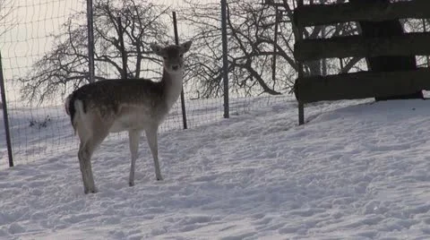 Deers Stock Footage 20524652