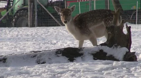 Deers Stock Footage 20524681