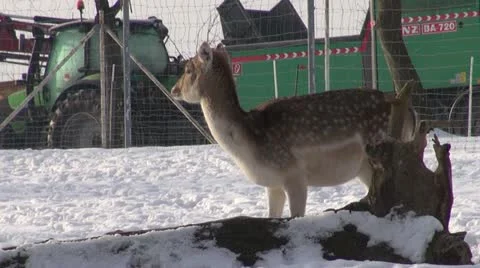 Deers Stock Footage 20524689