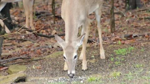 A deers Stock Footage 22338132
