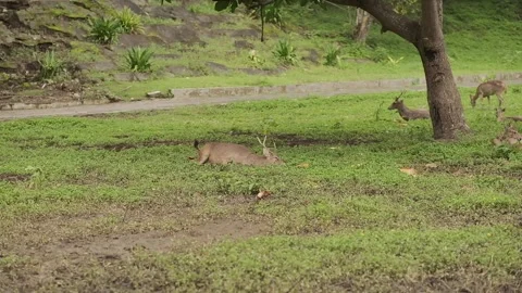 Deers Stock Footage 301571198