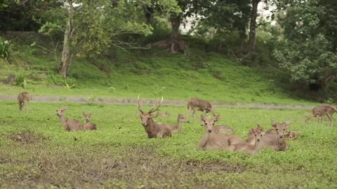 Deers Stock Footage 301571244