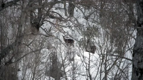 Deers in the forest during winter Video stock 47931995