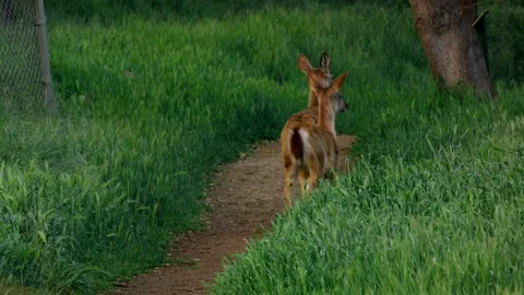 Deers in the forest Stock Footage 87836037