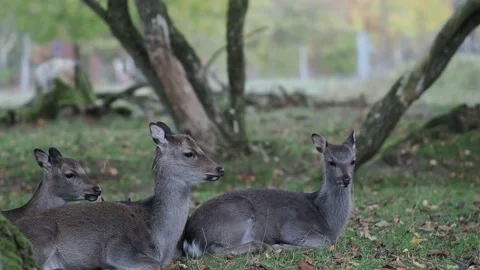 Deers in the forest Stock Footage 229499944
