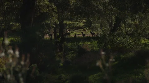 Deers in the forest Stock Footage 308877824