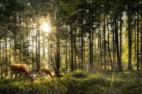 Deers in forest 写真素材