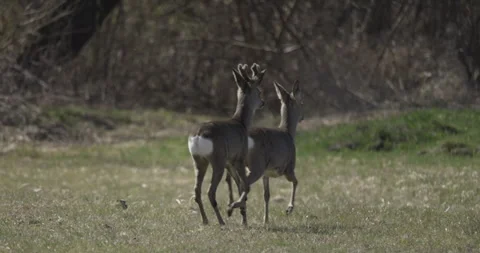 Deers galloping, 4K slow motion Stock Footage 306066209