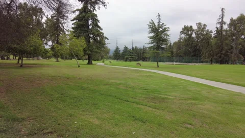 Deers on Golf Course Stock Footage 162090667