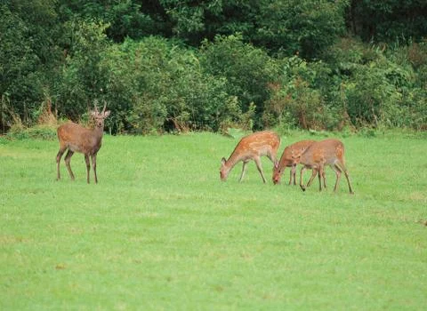 Deers on grass 写真素材