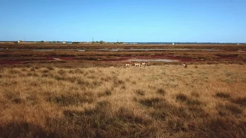 Deers graze in the steppe Video stock 126322837