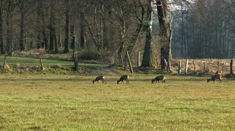 Deers grazing Stock Footage 22360355