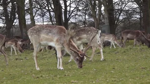 Deers Grazing Stock Footage 48578695