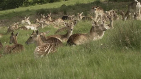 Deers Grazing Stock Footage