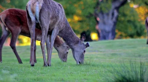 Deers grazing in the forest Video stock 50398476