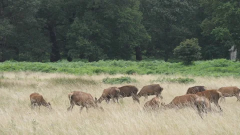 Deers grazing on a pasture field. Stock Footage 159012644