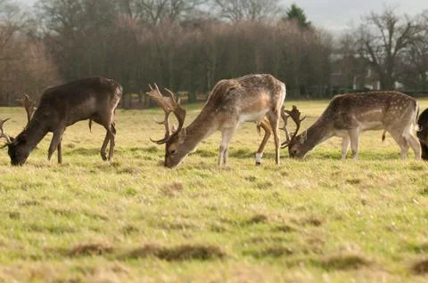 Deers grazing Stock Photos