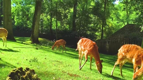 Deers grazing in sunny forest clearing during summer Stock Footage 340529006