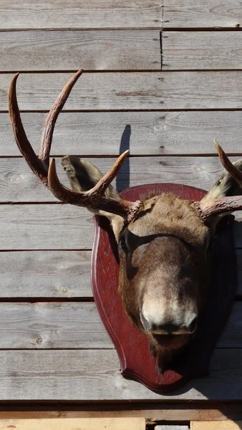 A deer's head is mounted on the side of a building, likely an outdoor setting Stock Footage 344158626