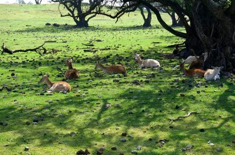 Deers herd Stock Photos