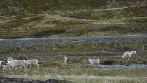 Deers Herd Running Video stock 105910604