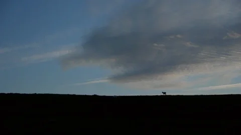 Deers on the horizon Video stock 105910589