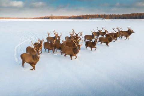 Deers with horns Stock Photos