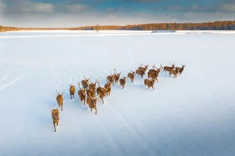 Deers with horns Stock Photos