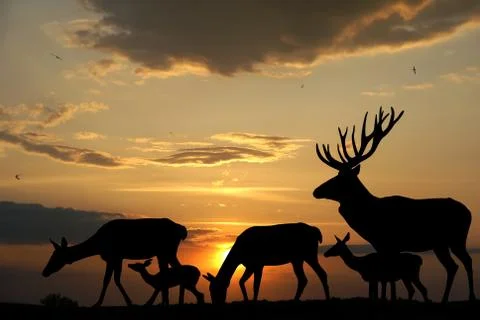 Deers Stock Illustration