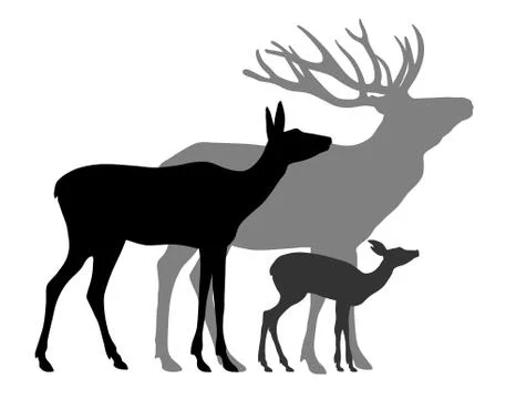 Deers Stock Illustration