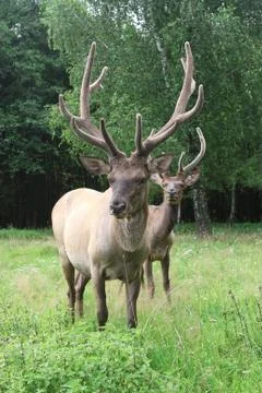 Deers on a lawn Stock Photos