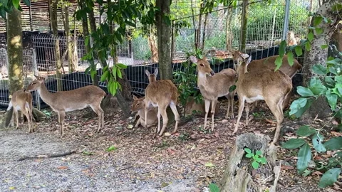 Deers looking in open  zoo Stock Footage 251267811