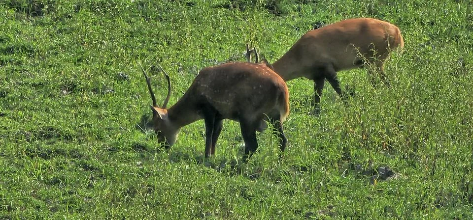 Deers in a meadow Stock Photos