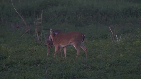 Deers at Miakka Stock Footage 102606690