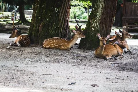Deers in Miyajima Stock Photos